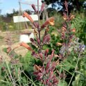 Agastache rupestris fleur